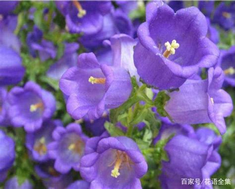 風鈴花花語|風鈴草：花語和意義的探索，你知道多少？